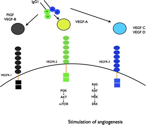 Aflibercept is a recombinant fusion protein consisting of vascular endothelial growth factor (VEGF)-binding portions from the extracellular domains of human VEGF receptors 1 and 2, that are fused to the Fc portion of the human IgG1 immunoglobulin. . Aflibercept mechanism of action